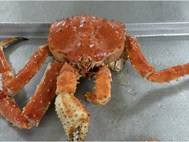 비품 못난이 러시아 킹크랩 자숙 1마리 가성비 실속형, 1개, 2.5kg