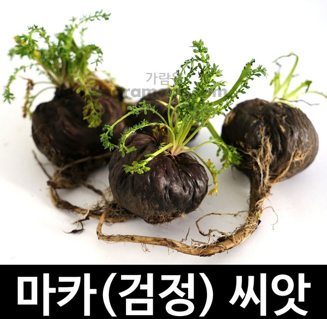 블랙 마카 씨앗 검정 검은 약초 종자 약용 야채 50알, 1개