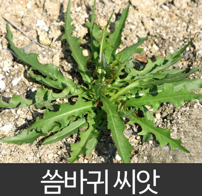 씀바귀 씨앗 야생초 종자 토종 재래종 약초 씨 100알, 1개