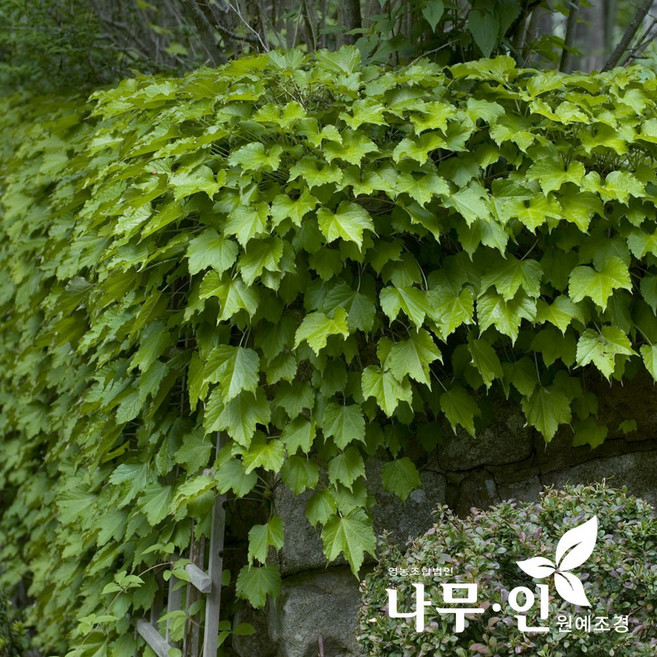 [나무인] 아이비(포트묘) 12개 송악, 포트묘