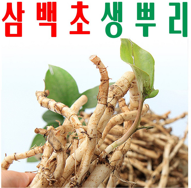 삼백초생뿌리/ 생삼백초뿌리/ 지하 청정수 재배 삼백초/ 미산약초농장/ 1Kg, 삼백초생뿌리(1Kg) x1봉, 1개