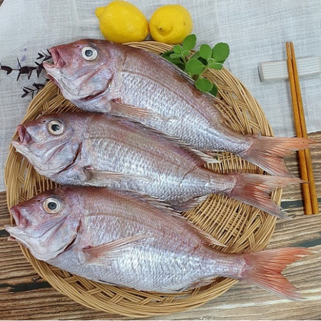 반건조 생선 국산 참돔 1마리 손질 제수용 구이용 찜용, 40cm내외, 1개, 600~690g