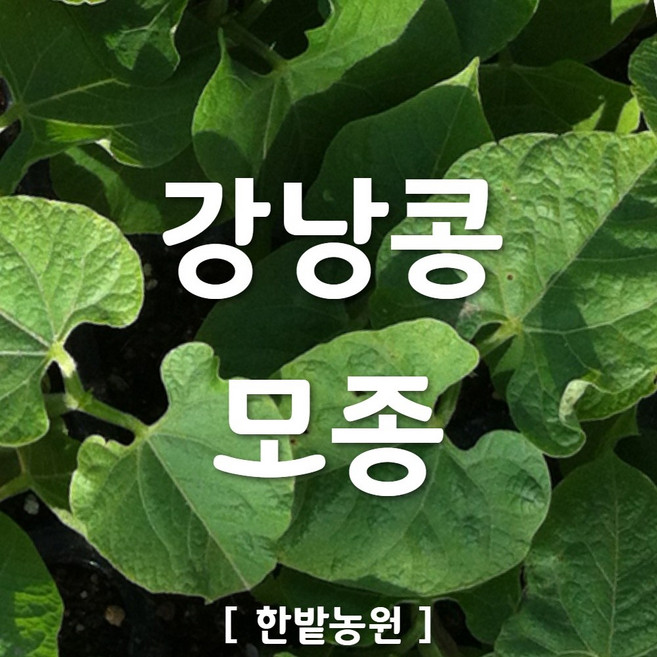 채소 모종 ~ 각종 묘종. 베란다 텃밭 세트 공기정화식물 허브 씨앗 채소모종 ~, H067 강낭콩 모종 2개