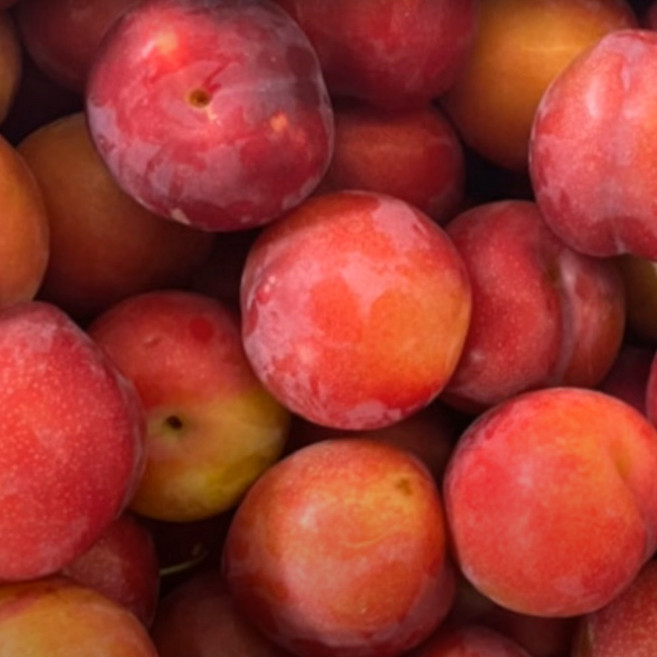 자두나무 후무사 성목R3 결실주, 1개