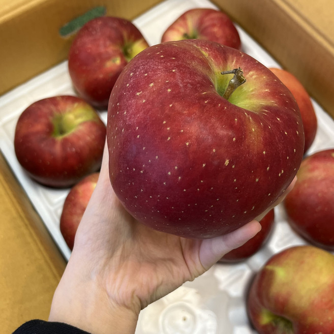 엔부사과 엔부 피치애플 복숭아사과 2.5KG 5KG 10KG, 1박스, 못난이 중소 2.5KG