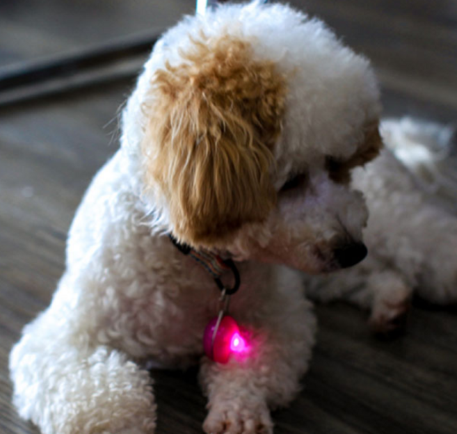 JH굿즈 반려견 LED 펜던트 애견 LED방울 (블루/옐로우/핑크) 야간 산책 강아지산책 강아지 인식표, 옐로우, 1개