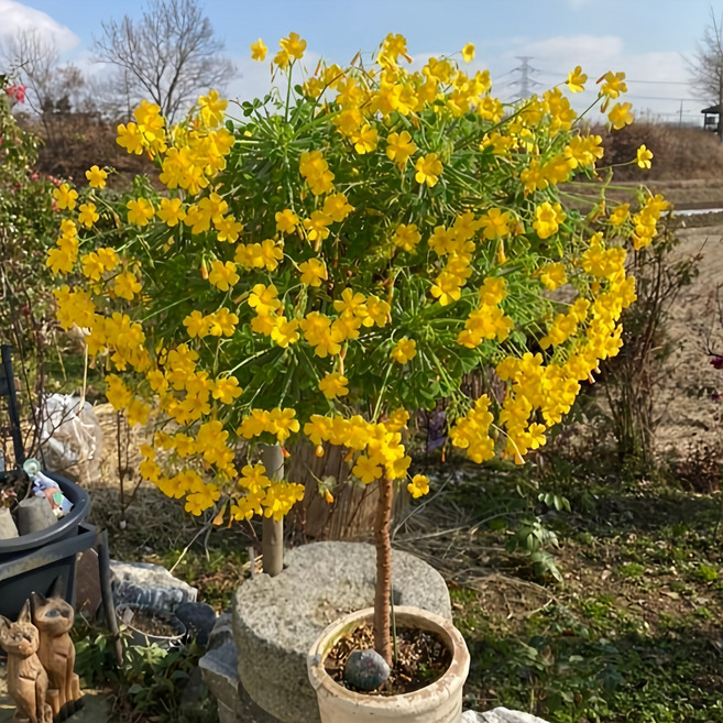 안녕두구동 산미구엘리 우르밤벤시스 목사랑초 외목대 키우기, 1개