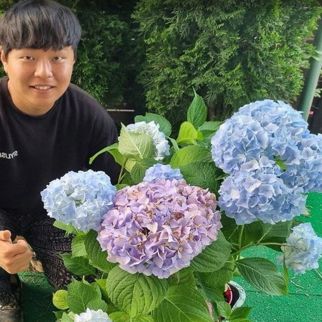 수국 목수국 라임라이트 주얼리15 포트묘 나무 수국 묘목, 엔들리스 오리지날 주얼리 15포트, 엔들리스