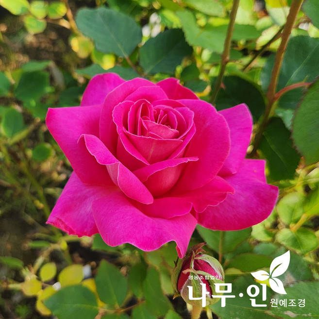 [나무인] 고급사계정원장미 핑크피스(분홍색)