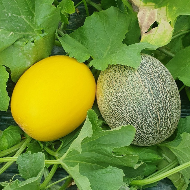 산지직송 하미과메론 프리미엄 고당도 멜론, 1박스, 호야 정품 골드 하미과메론 2kg (2~4과)
