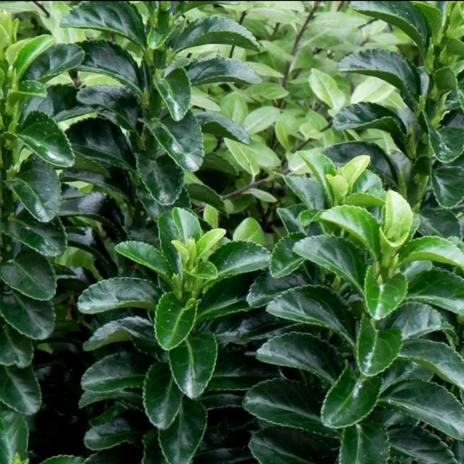 같이가치농원 사철나무 묘목 사철 나무 키 100cm전후 (10주)한묶음, 단일, 1개