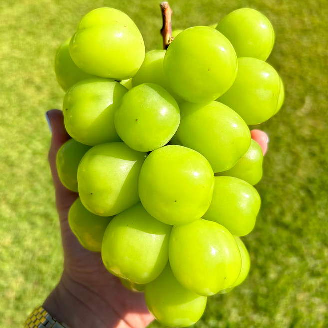 [재구매율1위] 천상의맛 고당도 샤인머스캣, 1박스, 4kg