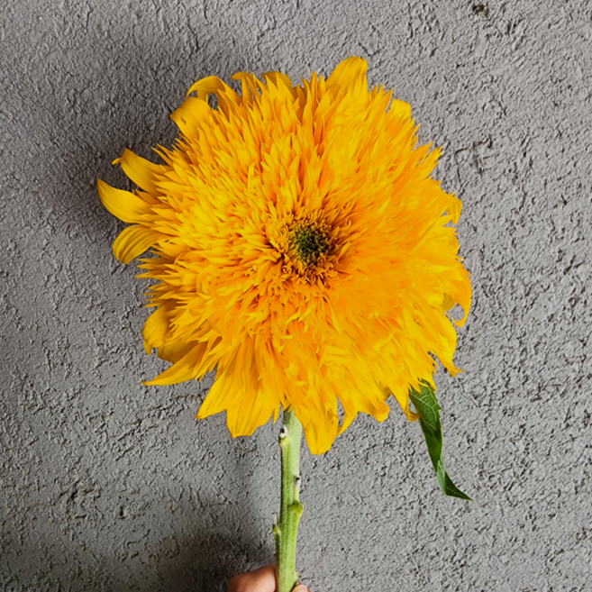 8위 - 헬로우조이풀 테디해바라기 생화 해바라기꽃 한송이 여름꽃, 1개, 테디베어 해바라기