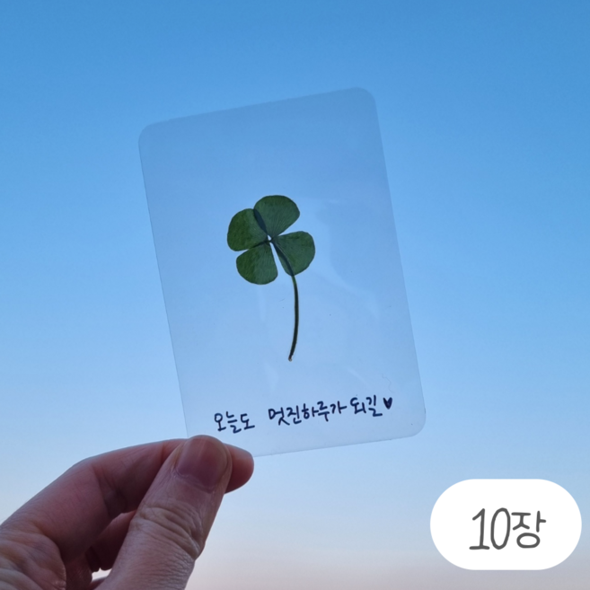 오엔봄 행운의 네잎클로버 생화 코팅 선물 카드 봉투 세트, 10장단품(봉투X)
