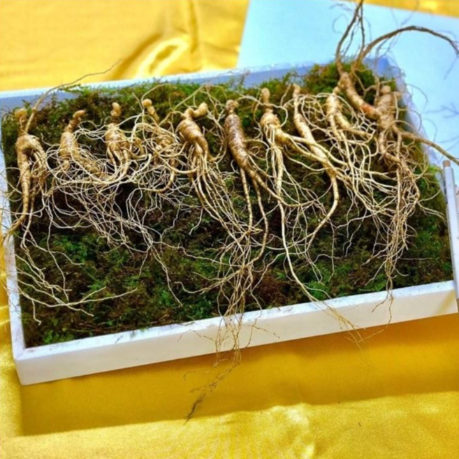 [한국산삼원] 설명절선물 새해선물 10년근 산삼 100% 국내산 부모님선물 자연산 산삼 산양산삼 장뇌삼 선물추천, 100g, 1세트, 10년근 5뿌리