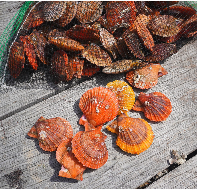 바다의품격 통영 제철 세척 비단 홍가리비, 3개, 1kg