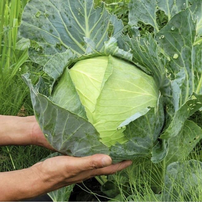 특허받은 유기농 햇 양배추 과학이 입증한 명품, 1박스, 2kg
