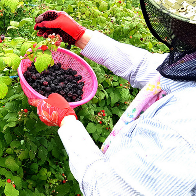산지직송 햇 토종 복분자 특품 5kg 10kg, 1박스