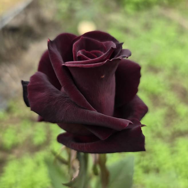 [여왕장미] 바카롤(Barkarole) 독일 사계 정원 흑장미 (비닐포트묘), 흑적색, 1개