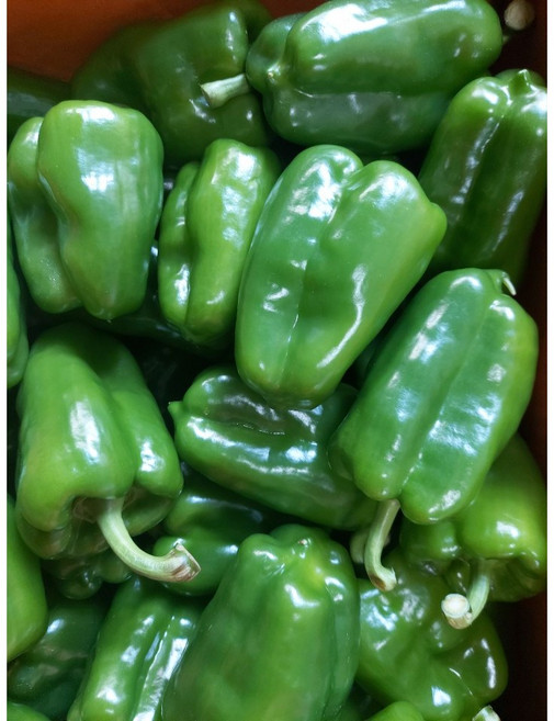 단단한 청피망 (업소용) 10kg, 1개