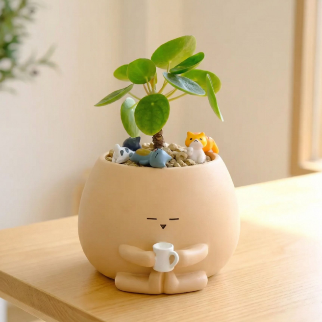날아라~ 필레아페페 기영이화분 리본 고양이 1종 개업화분 승진 공기정화식물 승진선물 수능