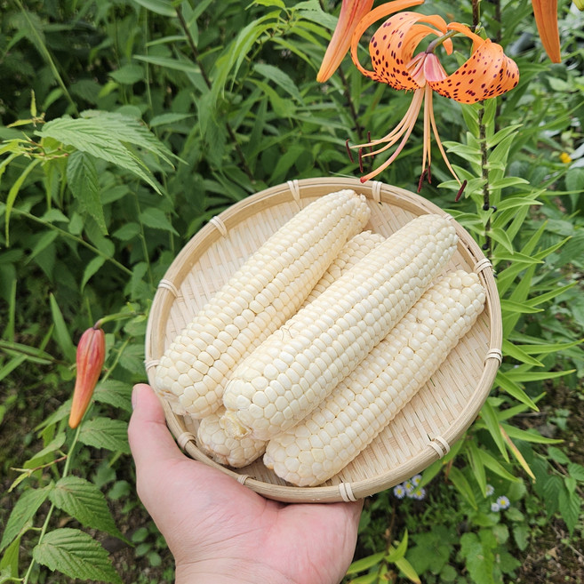 당일재배 강원도 미백 찰옥수수 특품, 1박스, 특사이즈(15cm이상) 30개입