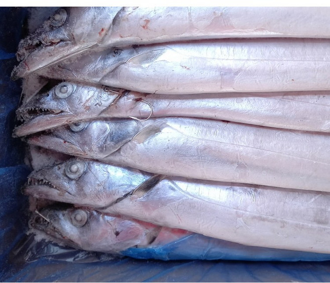 업소용 은갈치 제주갈치 선동갈치 낚시갈치 44/45 마리 10kg, 10kg (44~45미), 1개