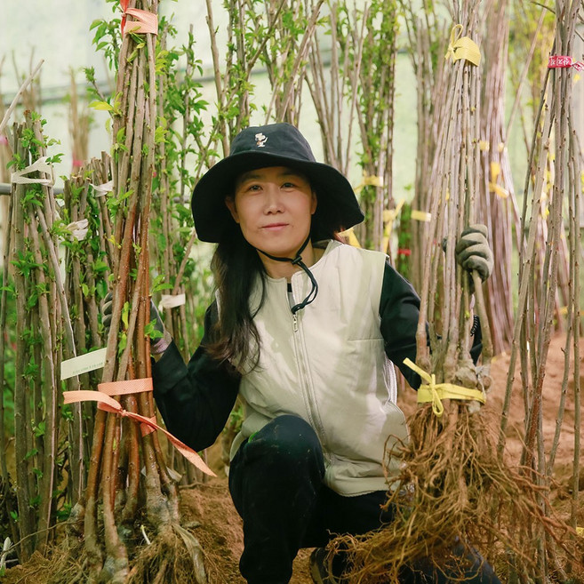 다양한 종류의 체리나무묘목 판매(라핀(자가수정) 러시아8호 옥타비아. 스위트하트 타이톤 버건디 펄 등), 라핀체리(자가수정) 접목묘 중묘, 1개