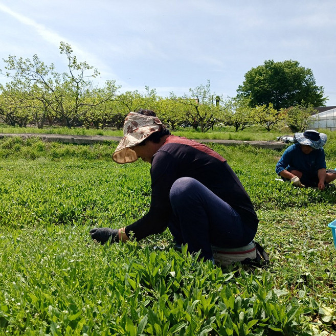 지리산 구례 26년 햇 쑥부쟁이 부지깽이나물 부지갱이 산지직송, 1박스, 500g+500g, 생쑥부쟁이나물