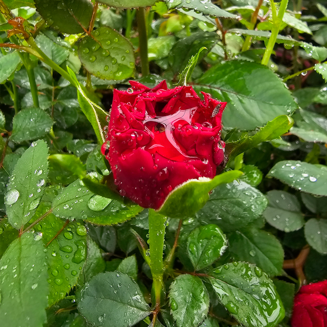 사계장미나무 땅장미 포트묘 연속개화 화단꾸미기 유럽정원, 1개, 썸머 레이디