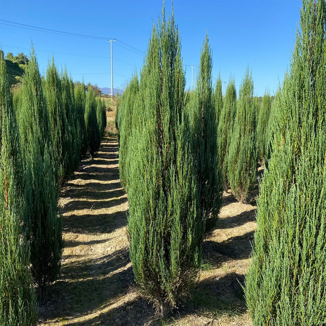 [충북농원] 블루애로우 묘목 - 포트묘분묘삽목묘, 2년생/10주한묶음, 1개