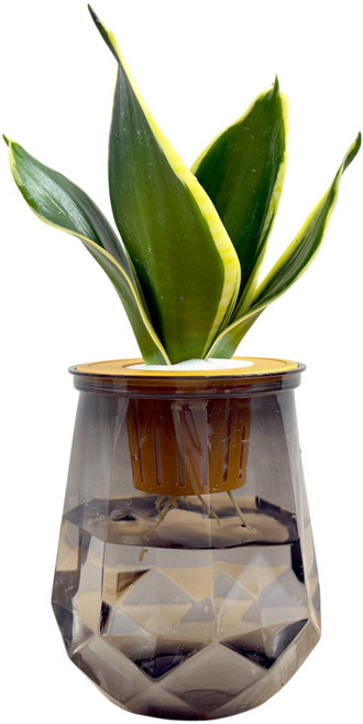小品文化 金邊虎尾蘭 水耕植物 塑膠鑽石瓶款, 金邊虎尾蘭+塑膠鑽石盆-透黑色, 1個