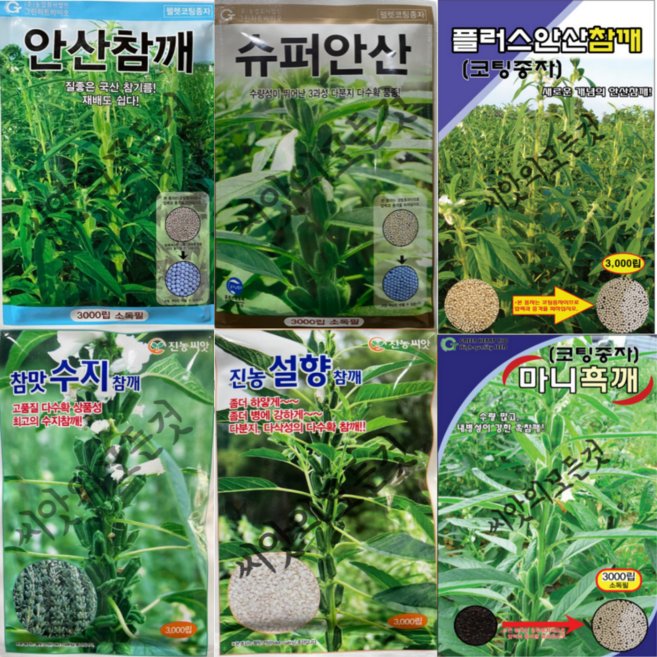 참깨 씨앗 3000립 펠렛종자 국산 참기름 안산깨 수지 설향 흑깨 외대 쌍대 역병 내병성, 04.설향참깨3000립펠렛코팅, 1개