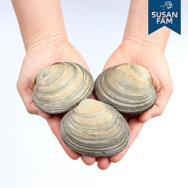 산지직송 거제도 자연산 생물 활 개조개 대합 조개 개조개살 1kg, 소 1kg 약14미 이상, 1개