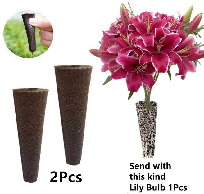 무토양 수련 구근 재배세트 (아마릴리스), L, 1개