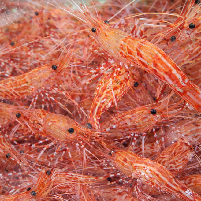 국내산 활 독도새우 도화새우 꽃새우 신선 프리미엄 새우, 1개, 활 도화새우&꽃새우 (믹스) 500g (20-30미)