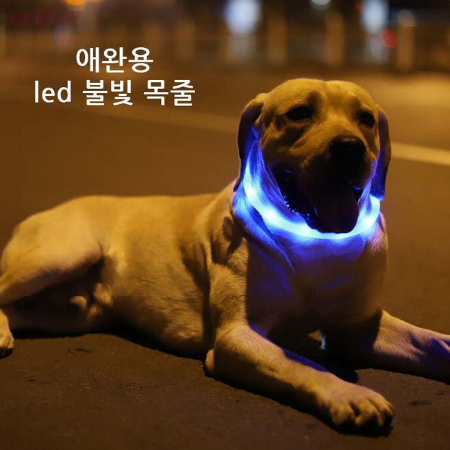윈티크 애완용 사고 예방 LED 불빛 목줄, 블루, 1개