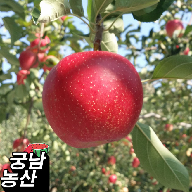 사과선물세트 부사 홍로 감홍사과 경북사과 청송 문경 10kg 5kg 3kg 2kg, 1박스, 부사(실속형)중과5kg(17~22)