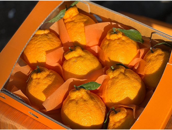 [백화점납품] 최상급 제주 고당도 한라봉 선물세트 1.5kg 2.5kg 4 5kg 3kg 5kg, 1박스, 한라봉 선물용 3kg대과(6-9과)