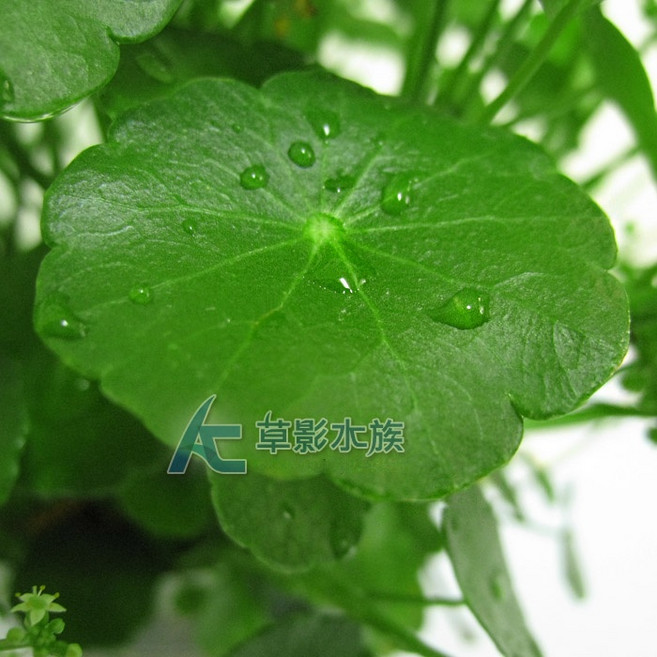 AC草影 銅錢草 十株 新手水草, 1個