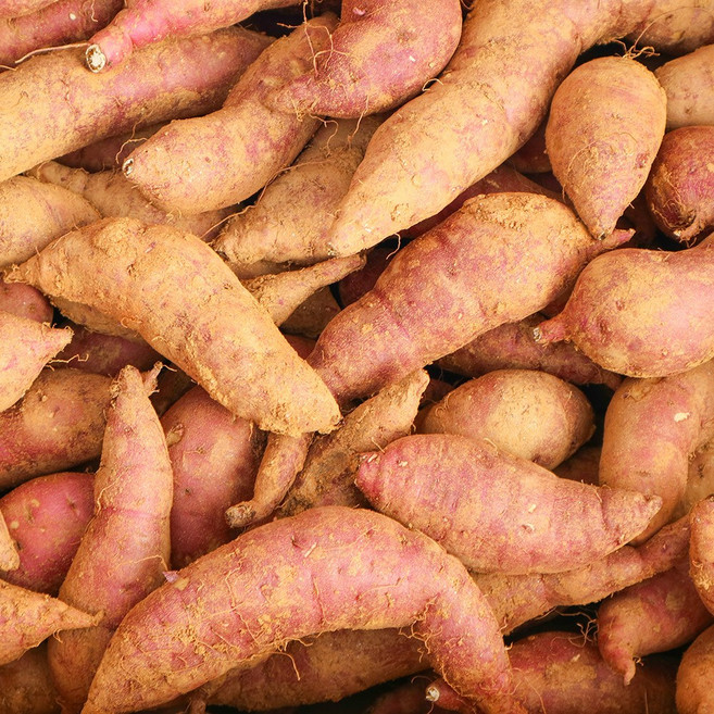 맛좋은 해남 꿀밤고구마, 10kg 못난이, 1개