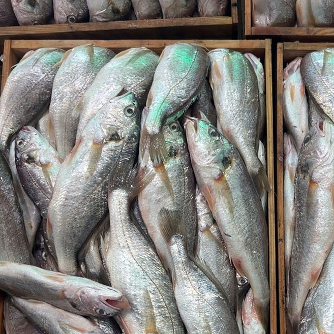 제주 생물 백 조기 보구치 생조기 생물조기 생조기 조기 에어프라이어 국산조기 국산백조기, 1개, 2kg 10~16미