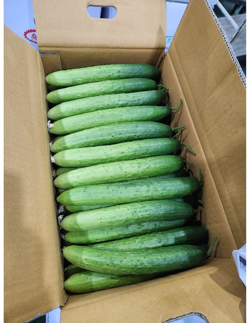 백오이 오이지 상 1박스 [원산지:국산], 상등급 (39~45개 내외) (1박스), 1개