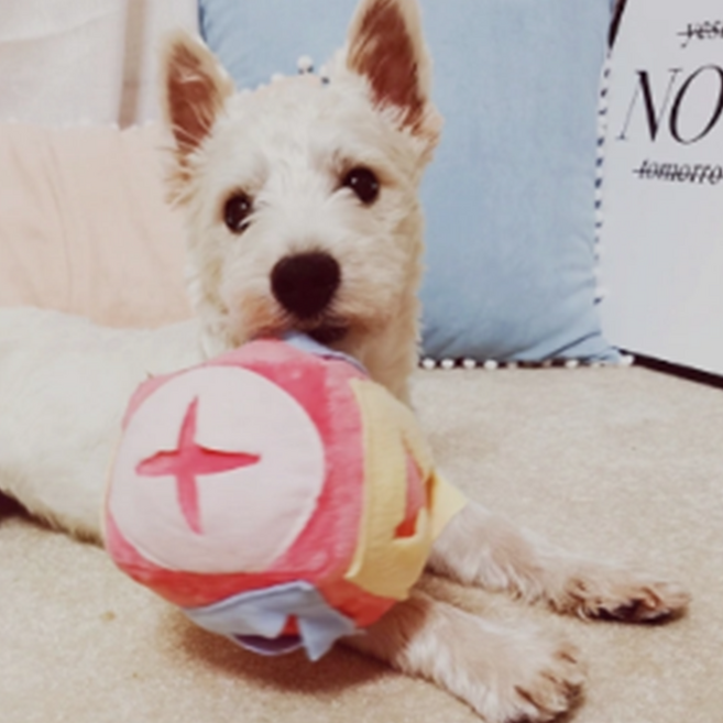 대형견 소형견 미니 강아지 운동 노즈워크 간식공 애견 반려견 후각 훈련 완구, 색상 랜덤배송 노즈워크 주사위, 색상 랜덤배송 노즈워크 주사위, 1개