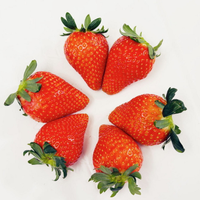 대왕딸기 비타베리 고당도 프리미엄 선물용 산지직송 겨울 생딸기, 1개, 400g