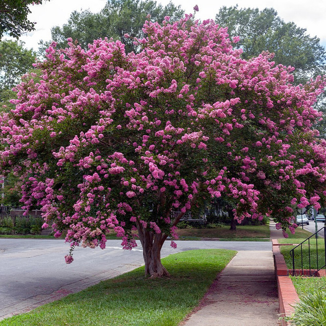 [충북농원] 목백일홍 배롱나무 묘목 - 분묘, 1개, R1/분/랜덤(꽃색)