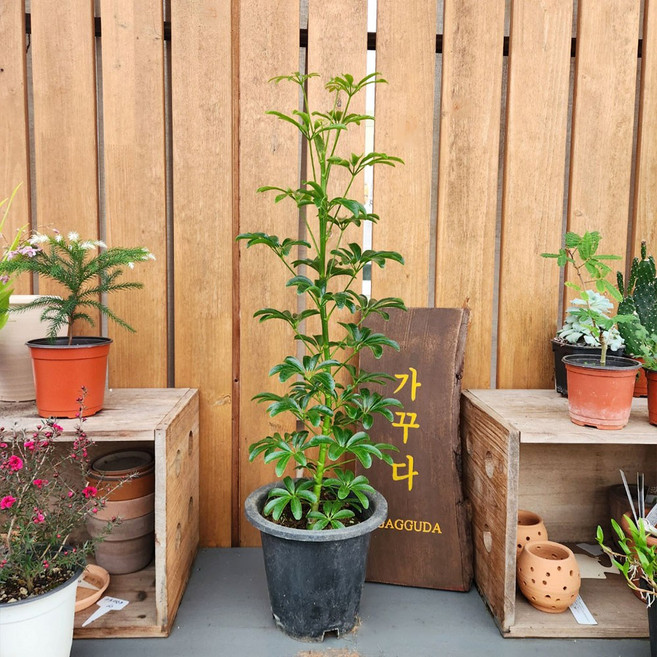 가꾸다 홍콩야자나무 외목대 중대품, 1개, 초록