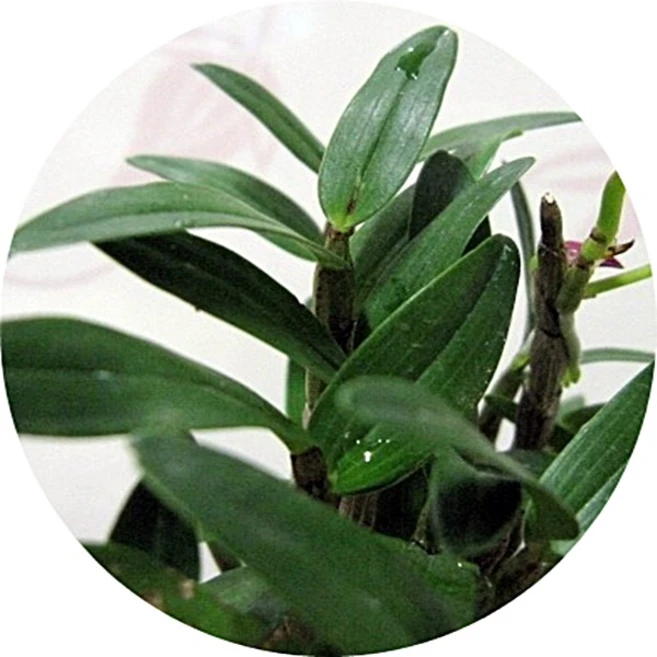 석곡 /석곡란/Dendrobium moniliforne /착생란/ 석부작/ 목부작, 1개, 석곡소형 - 쿠팡