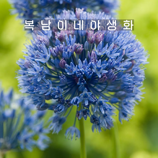 미니알리움 체룰레움 [2포트] (1포트당 3구식재 복남이네야생화 카에룰레움 allium caeruleum), 2개