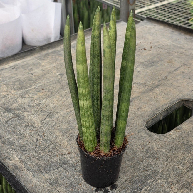 스투키 전자파차단 공기정화식물 관엽식물 플랜테리어, 1개, 기본